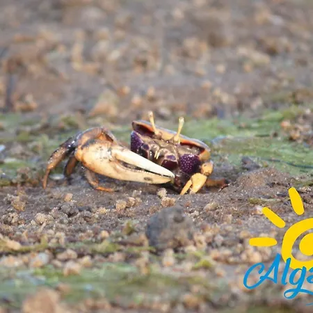 Ferienhaus Buganvilia By Algartur *