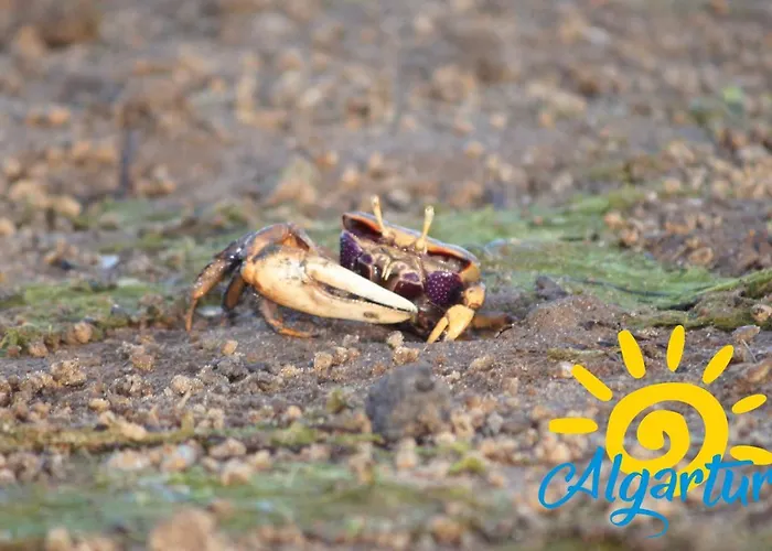 Casa de Férias Buganvília By Algartur *